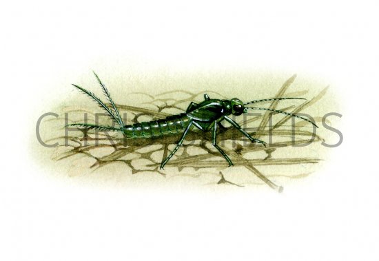 Illustration of Mayfly Nymph (Pond Olive) Chloeon (#1357)