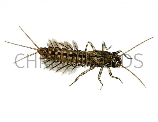 Illustration of IN101- Mayfly Nymph (Sepia Dun) Leptophlebia marginata (#2794)