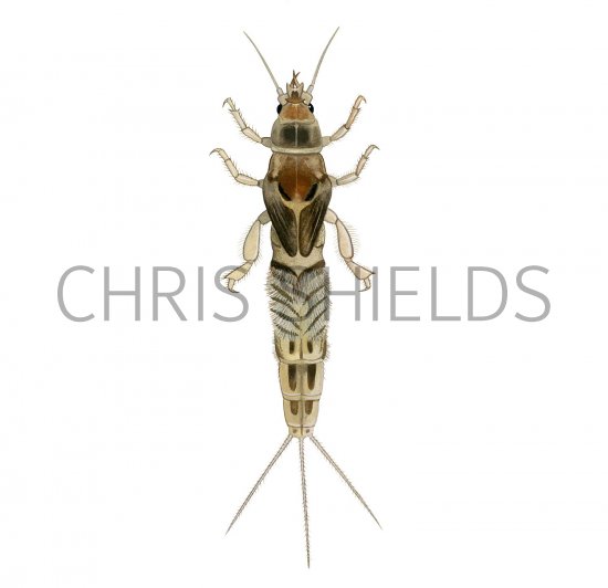 Illustration of Mayfly or Greendrake Nymph (Ephemera danica) (#2840)