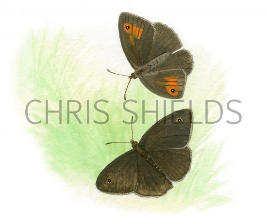 Illustration of Meadow Brown (Male & female) Maniola jurtina  (#3397)