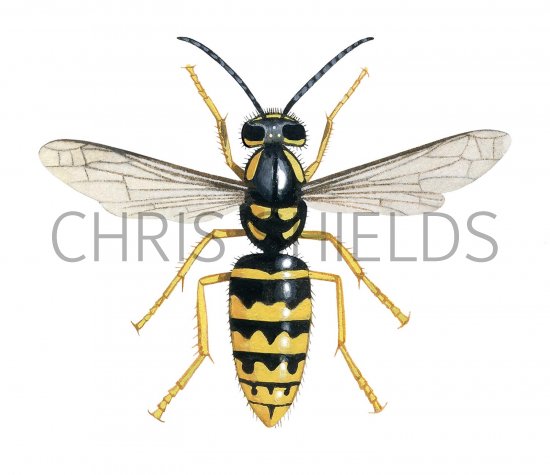 Illustration of Median Wasp female (Dolichovespula media (#3150)