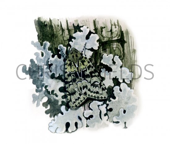 Illustration of Merveille du Jour (Dichonia aprilina) (#2799)