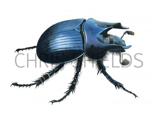 Illustration of Minotaur Beetle (Typhaeus typhoeus) (#1861)