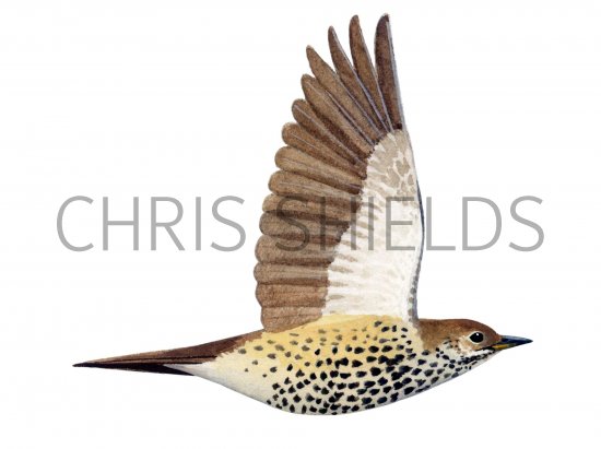 Illustration of Mistle Thrush (Turdus viscivorus) (#1209)