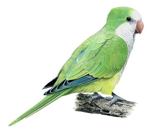 Illustration of Monk Parakeet (Myiopsitta�monachus) (#4412)