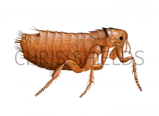 Illustration of Moorhen Flea (Dasypsyllus gallinulae) (#2060)