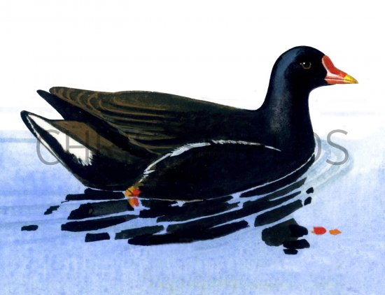 Illustration of Moorhen (Gallimula Chloropus) (#2428)