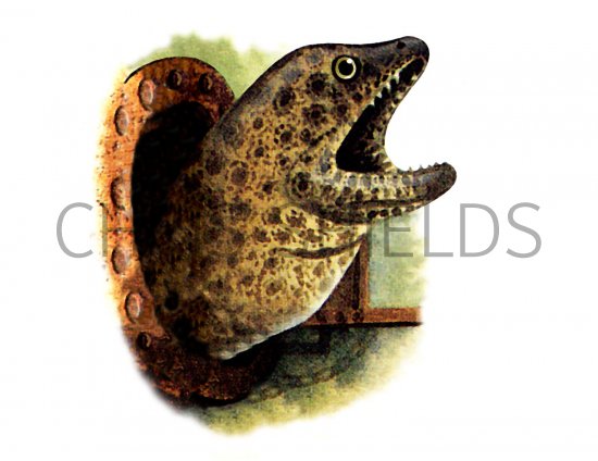 Illustration of Eel (Moray) Muraena helena (#2712)