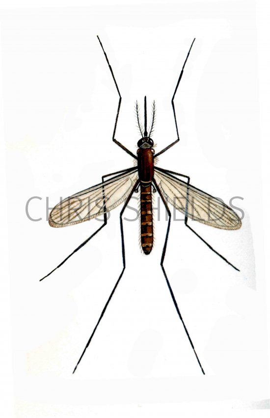 Illustration of Mosquito (Culex pipiens) (#2366)