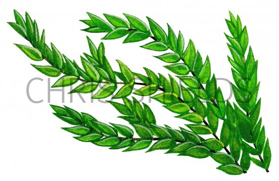 Illustration of Moss (Fontinaus antipyretica) (#0847)