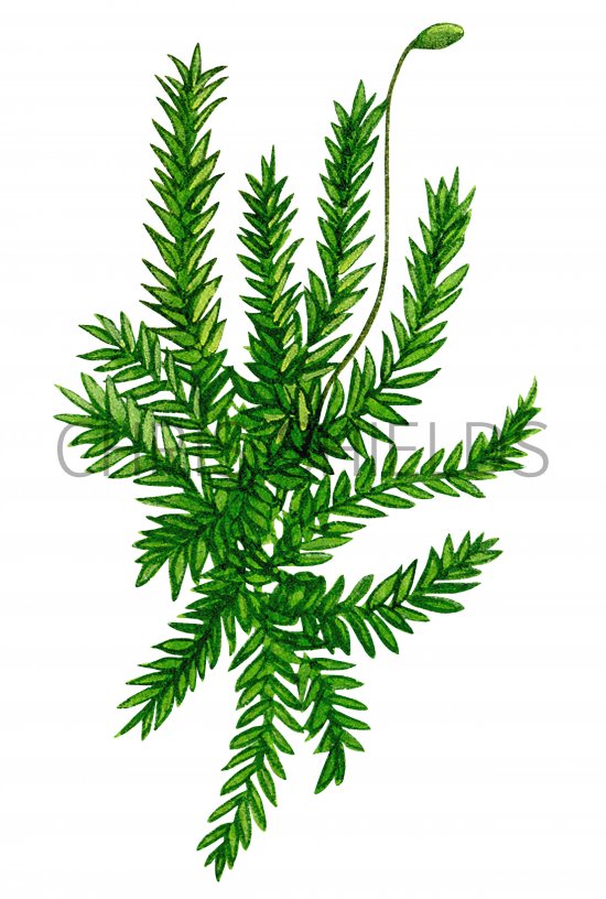 Illustration of Moss (Leptodictyon) (#0846)