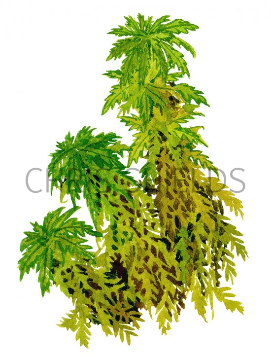 Illustration of Moss (Sphagnum) (#0845)