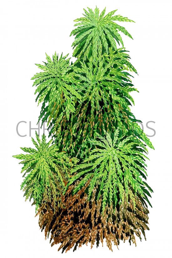 Illustration of Moss (Sphagnum auriculatum) (#2099)