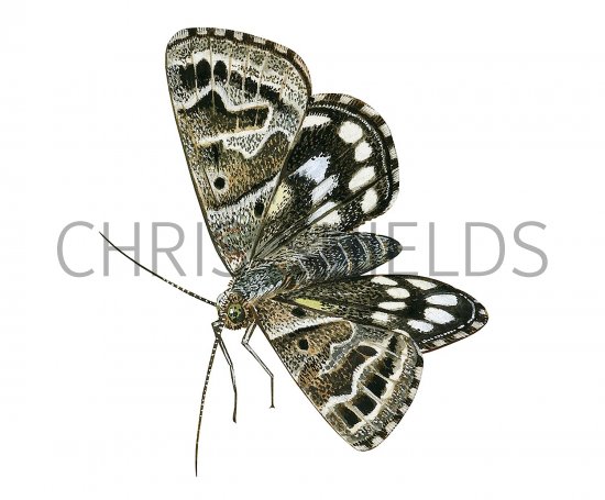 Illustration of Mother Shipton Moth (Callistege mi) (#3417)