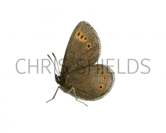 Illustration of Mountain Ringlet (Erebia epiphron), (#2973)