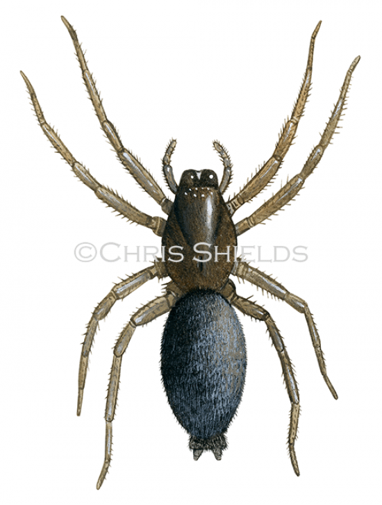 Illustration of Mouse Spider (Scotophaeus blackwalli) (#2748)