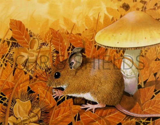 Illustration of Wood Mouse (Apodemus sylvaticus) (#0283)