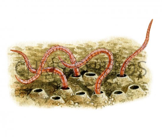 Illustration of Mud worms (Tubifex) (#2287)