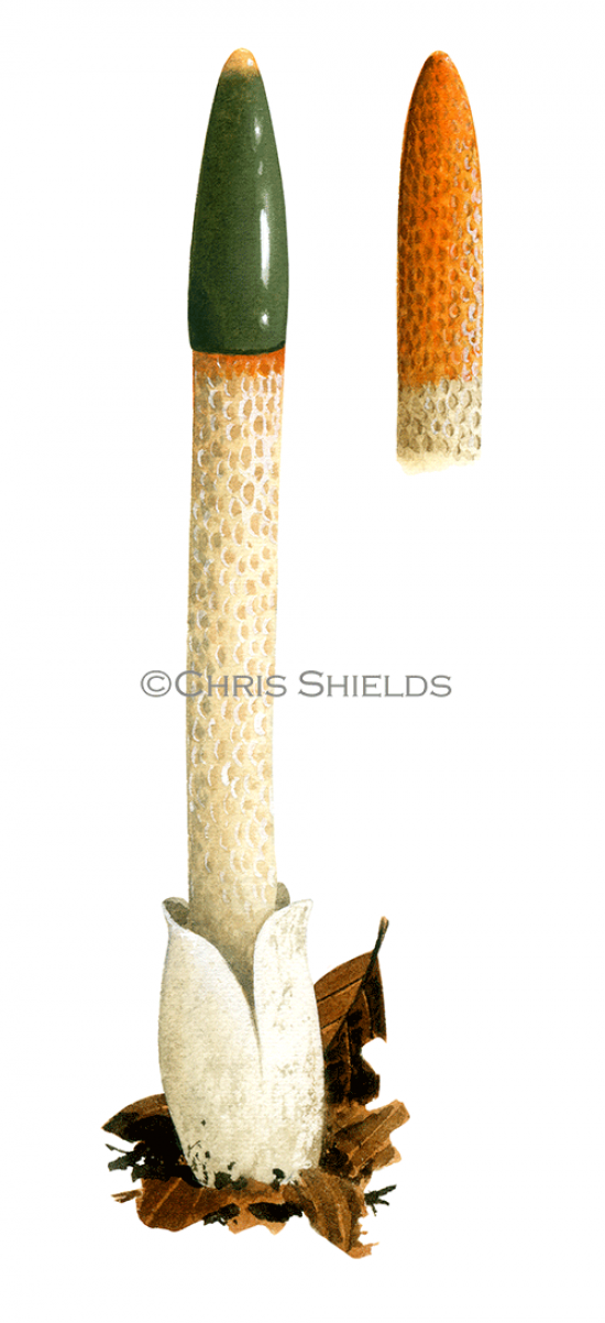 Illustration of Mutinus caninus (Dog Stinkhorn) (#1941)