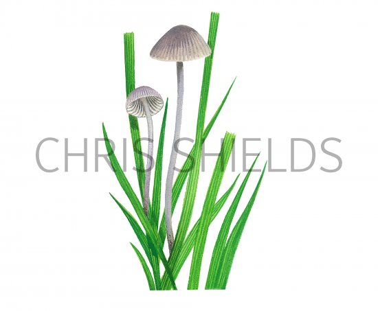 Illustration of Mycena aetites (Drab Bonnet) (#3860)