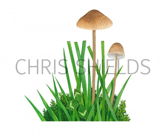 Illustration of Mycena olivaceomarginata (Brownedge Bonnet) (#3862)