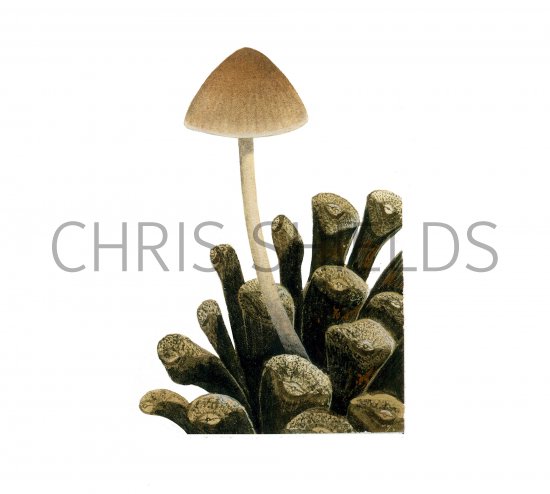 Illustration of Mycena seynseii (#3915)