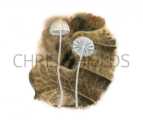 Illustration of Mycena smithiana (#3475)