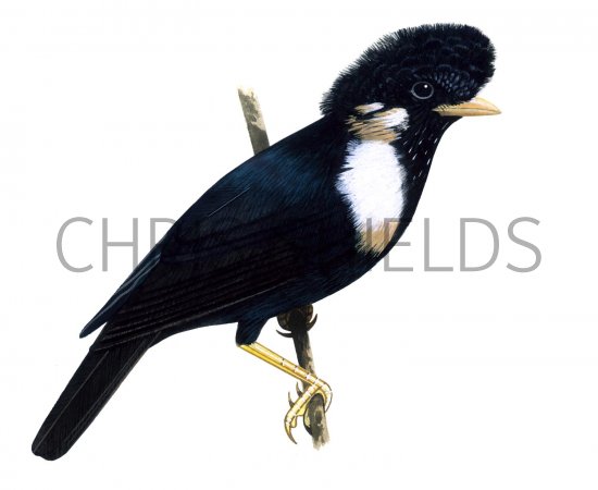 Illustration of Helmeted Myna (Basilornis galeatus) (#1676)