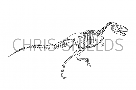 Illustration of Nanotyrannus (#0207)