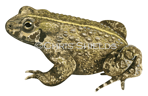 Illustration of Natterjack Toad (Epidalea calamita) (#3326)