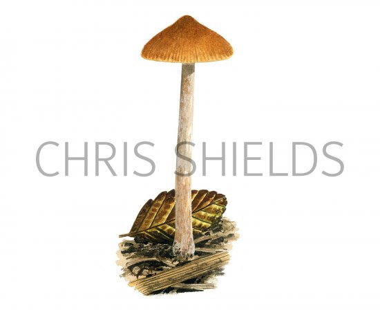 Illustration of Naucoria striatula (Striate Aldercap) (#3598)