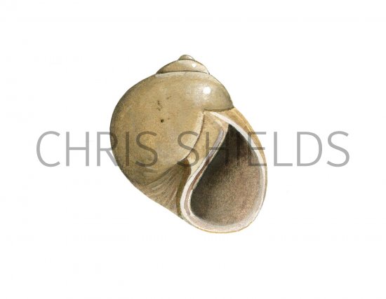 Illustration of Necklace Shell (Polinices catenus) (#0786)