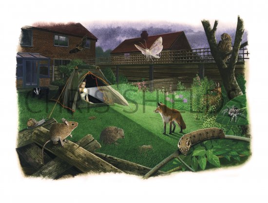Illustration of Night Garden Wildlife Watch (#3210)