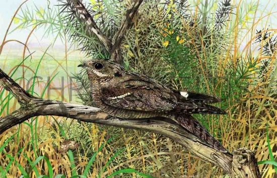 Illustration of Nightjar (Caprimulgus europaeus) (#0766)