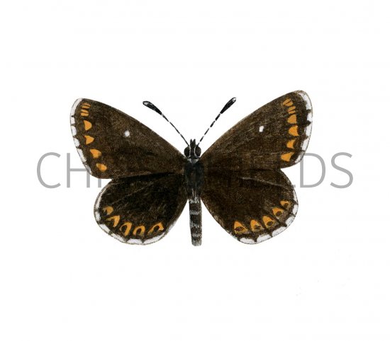 Illustration of Northern Brown Argus (Female) Aricia artaxerxes (#1460)
