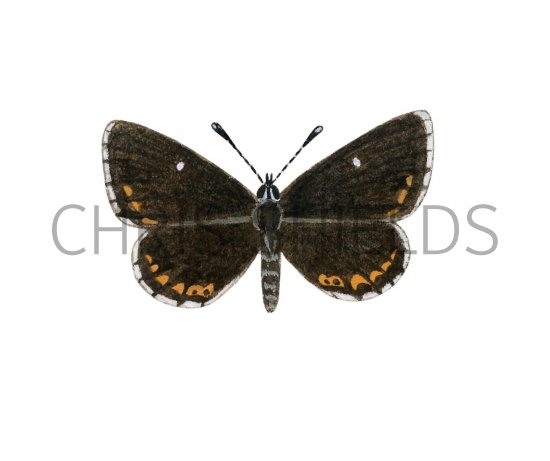 Illustration of Northern Brown Argus (Male) Aricia artaxerxes (#2163)