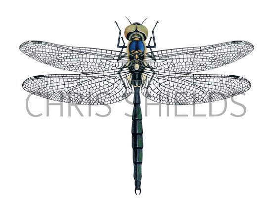 Illustration of Northern Emerald Dragonfly (Somatochlora arctica) (#2633)