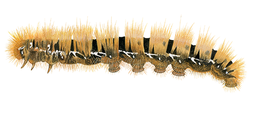 Illustration of Northern Oak Eggar caterpillar (Lasiocampa quercus) (#4397)
