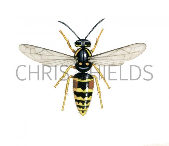 Illustration of Norwegian Wasp female (Dolichovespula norvegica) (#3157)