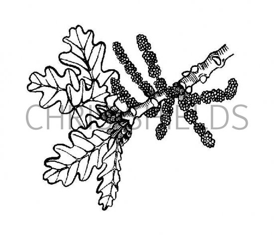Illustration of Oak leaves & flowers (Quercus robur) (#1500)