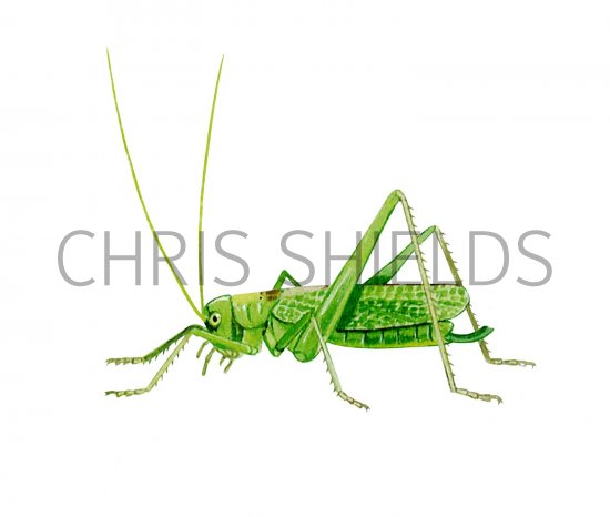 Illustration of Oak Bush Cricket (Meconema thalassinum) (#2576)