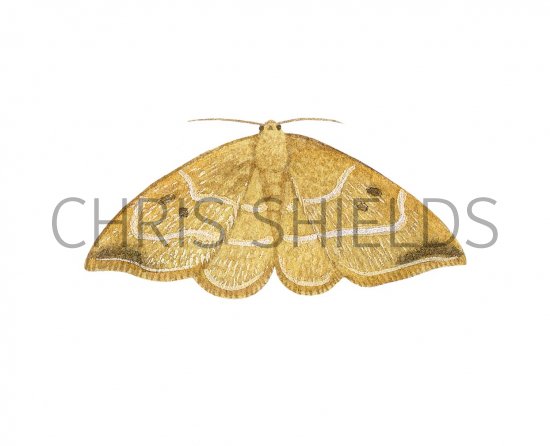 Illustration of Oak Hooktip (Drepana binaria) (#2492)