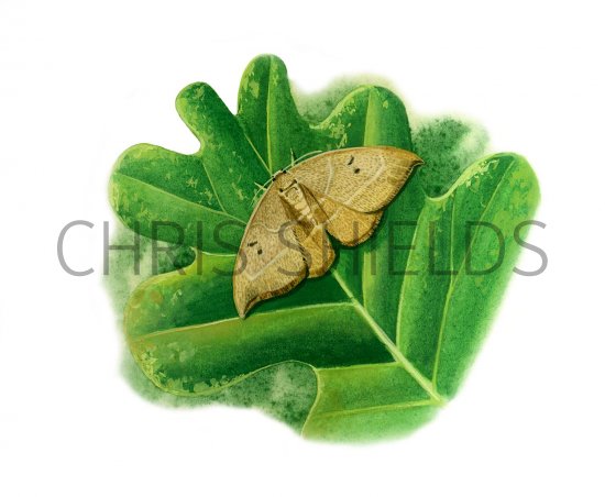 Illustration of Oak Hooktip (Drepana binaria) (#2597)