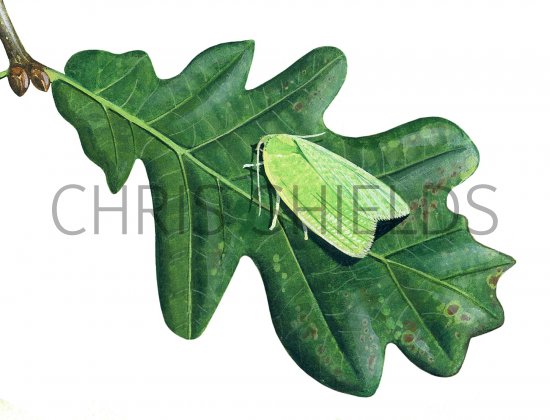 Illustration of Oak Leaf Roller Moth (Tortrix viridana) (#1145)