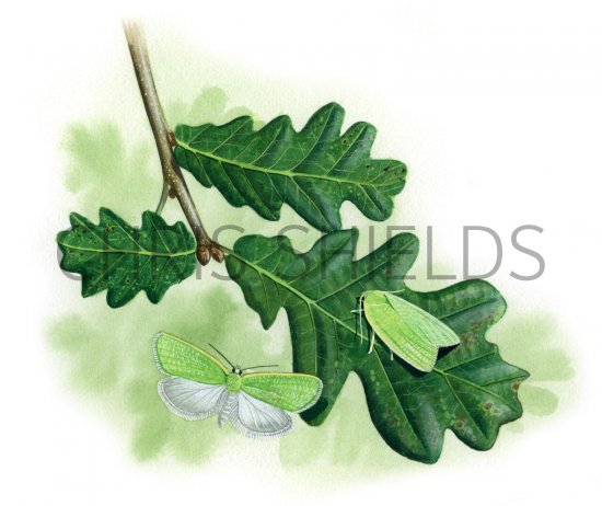 Illustration of Oak Leaf Roller Moth (Tortrix viridana) (#1684)