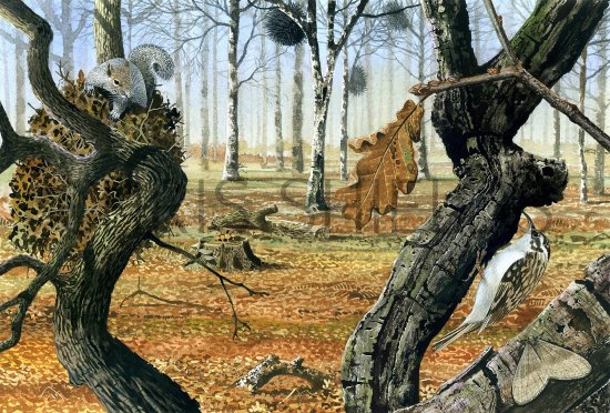 Illustration of Oak Wood in Winter (#2849)