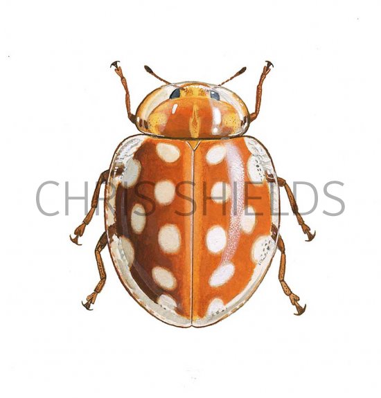 Illustration of Orange Ladybird (Halyzia 16-guttata) (#0900)