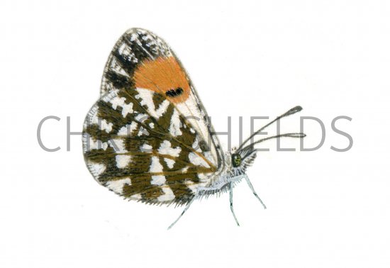 Illustration of Orange Tip (female) Anthocharis cardamines (#0312)