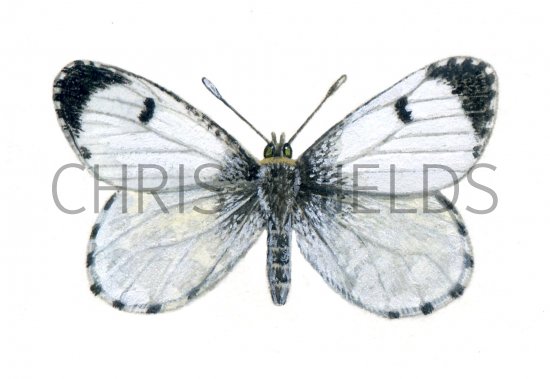 Illustration of Orange Tip (female) Anthocharis cardamines (#0313)