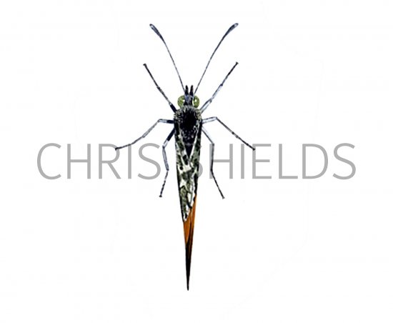 Illustration of Orange Tip (male) Anthocharis cardamines (#1383)